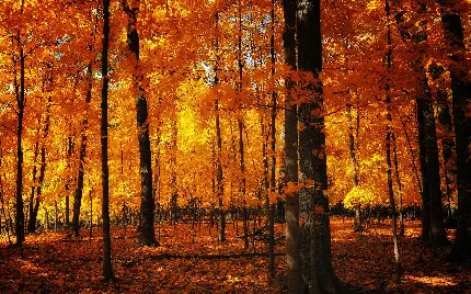 مجموعه عکس های زیبا و تماشایی جنگل های بکر در پاییز