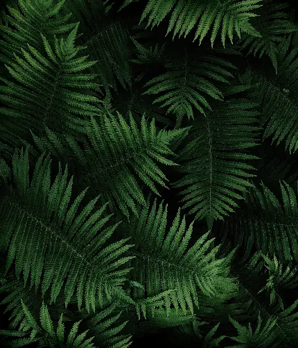 دانلود تصویر زمینه طرح گیاه با زمینه مشکی مخصوص سونی اکسپریا 5