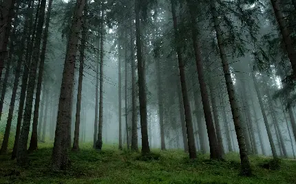 دانلود عکس زمینه جنگل پر رمز و راز درختان کاج مه گرفته