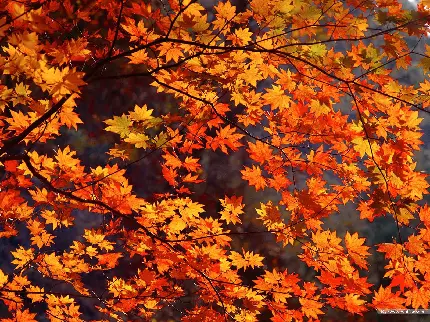 صحنه های عاشقانه پاییز با تغییر رنگ رمانتیک زرد برگها 