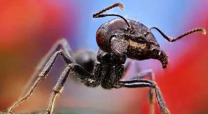 عکس ترسناکی از صورت یک مورچه از نمای نزدیک با کیفیت بالا