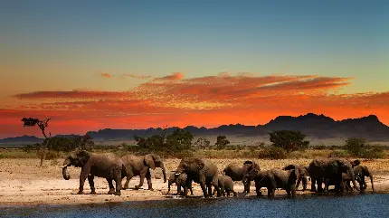 تصویر زمینه پارک های ملی در آفریقای جنوبی زیستگاه فیل های آفریقایی