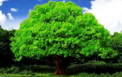 درخت بلوط سبز و شاداب با زمینه آسمان آبی یک روز آفتابی