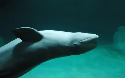عکس زمینه خیلی عالی از یکی از باهوش ترین حیوان ها نهنگ بلوگا