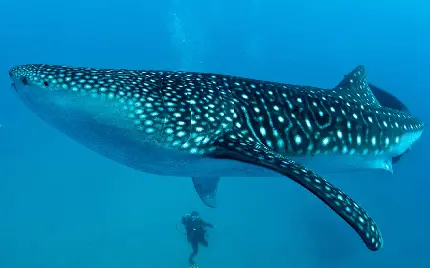 عکس با کیفیت کوسه نهنگ یا وال کوسه whale shark واقعی 