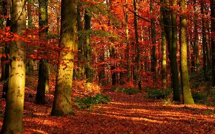 تصویر گرفته شده از طبیعت و جنگل سرخ پاییزی
