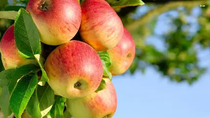عکس استوک سیب های تازه و با کیفیت روی درخت