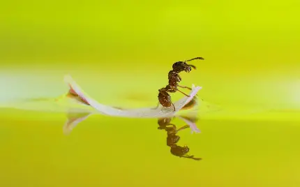 عکس مورچه با کیفیت فوق العاده مناسب تصویر زمینه کامپیوتر