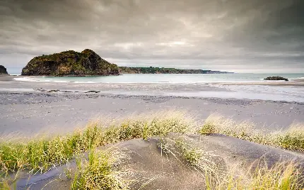 تصویر زمینه از چمن ساحلی خاص برای ساخت کلیپ و ویدیو