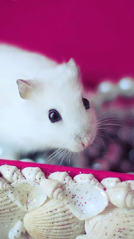 عکس زمینه موش سفید زیبا برای صفحه گوشی 