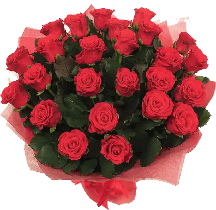 زیباترین عکس گل رز قرمز