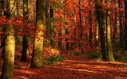 بک گراند تماشایی از زمین مملو از برگ های پاییزی در جنگل 