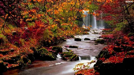 زیباترین عکس های منظره آبشار در جنگل پاییزی با بهترین کیفیت