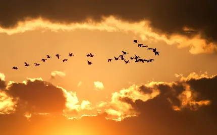 قشنگ ترین عکس استوک از پرنده های هنگام غروب خورشید