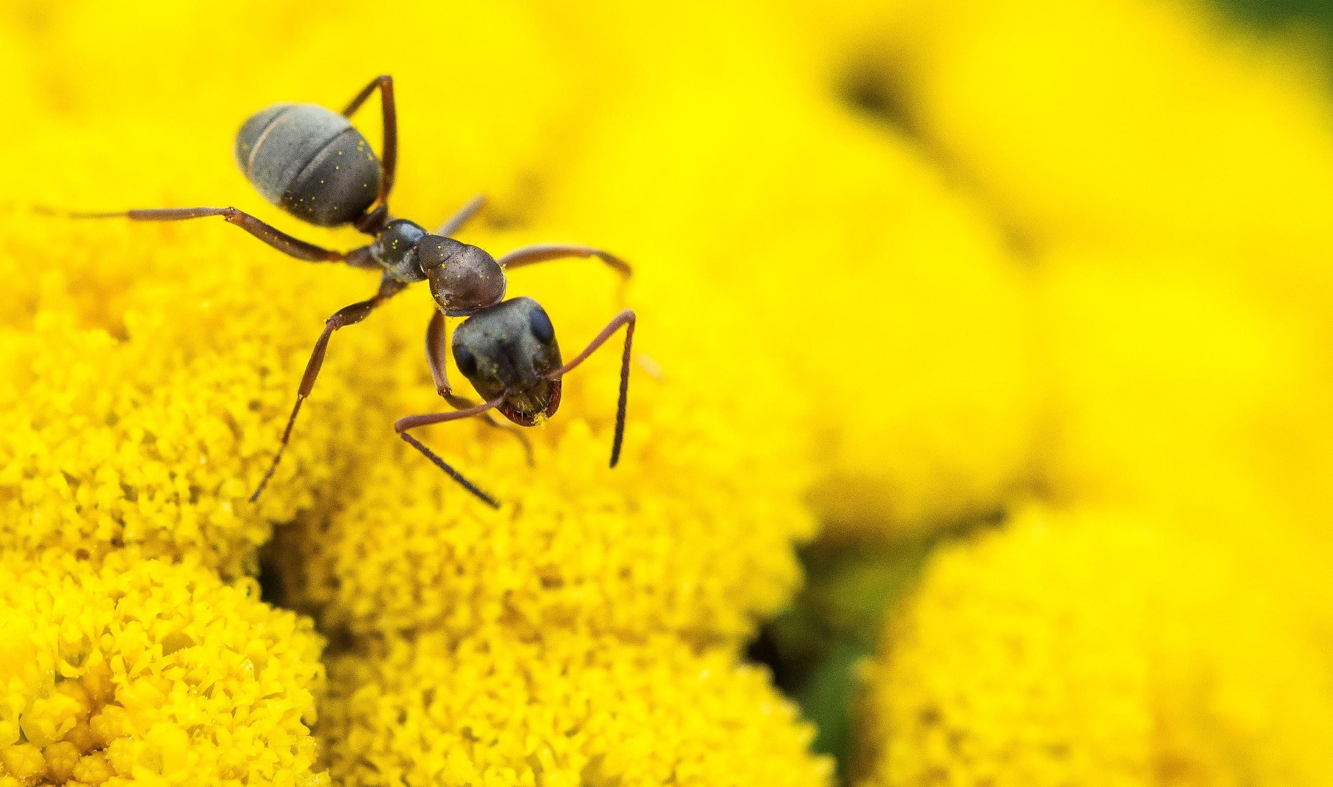دانلود تصویر مورچه بخشی جدایی ناپذیر از دنیای طبیعی