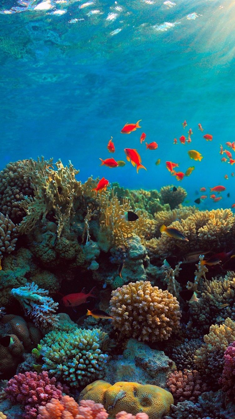 جالب ترین والپیپر زیر آب با مناطق و گونه های آسیب پذیر