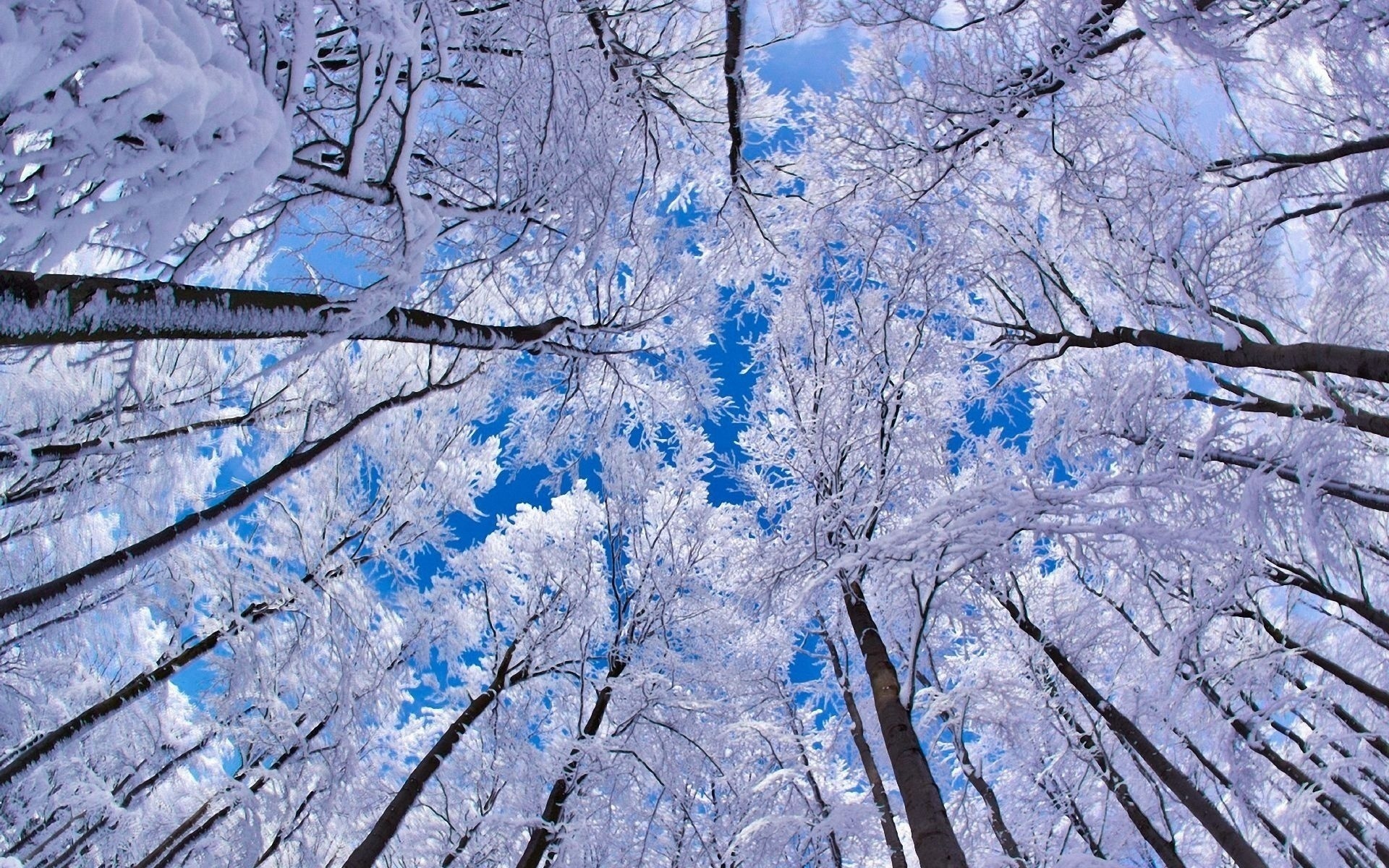 نمایی خاص از درختان بلند محصور میان یخ و برف زمستانی 