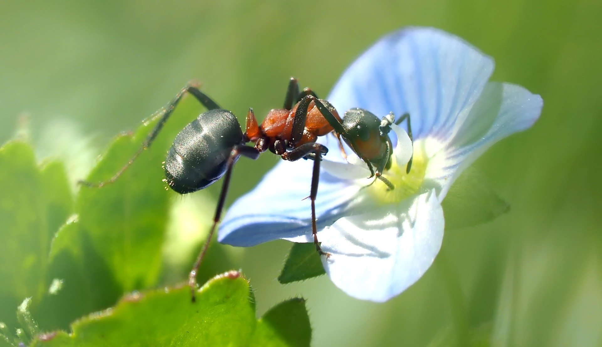 عکس مورچه از نزدیک در حال تغذیه از گل لطیف و خوشبو