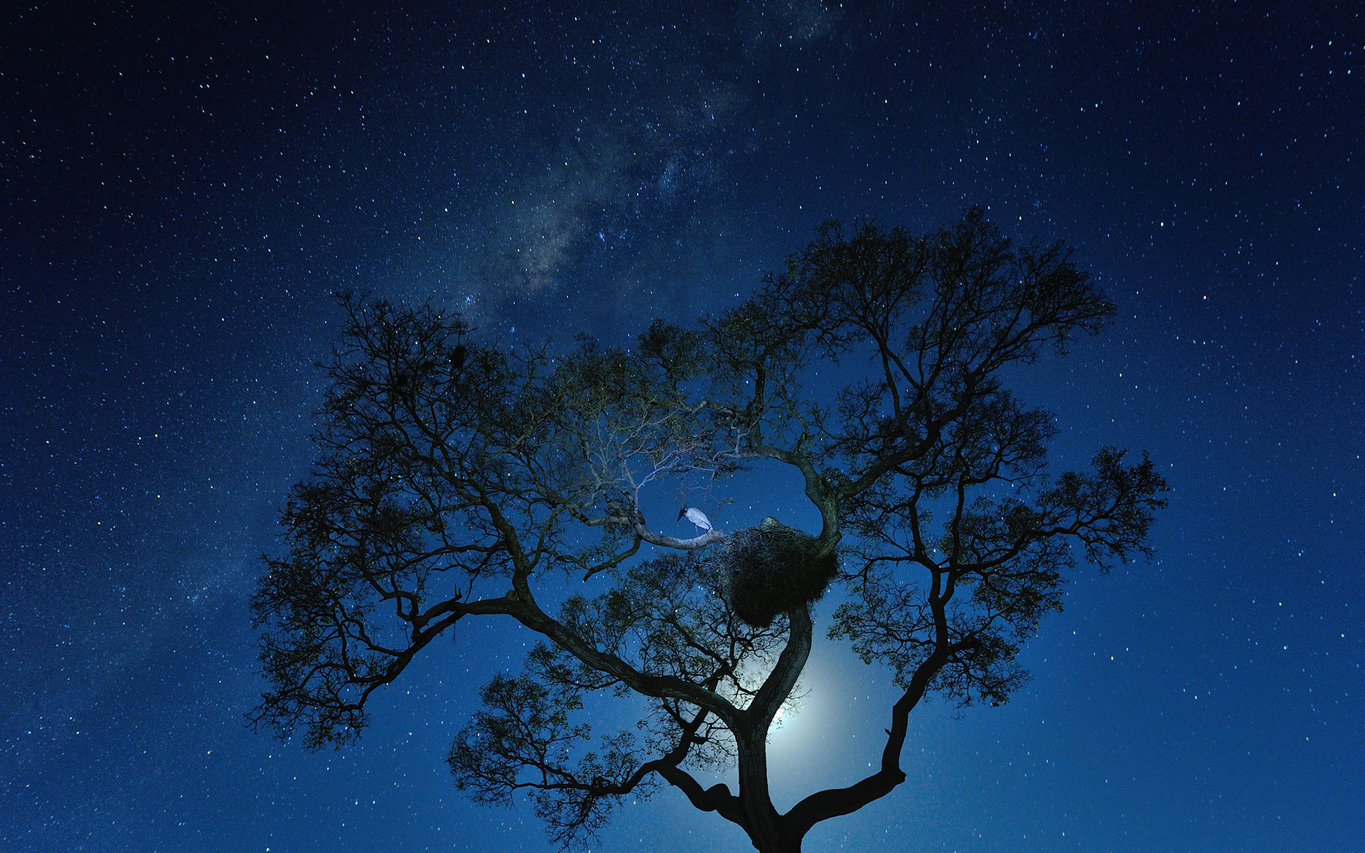 دانلود پس زمینه جدید برای لپ تاپ تک درخت زیر نور ماه 
