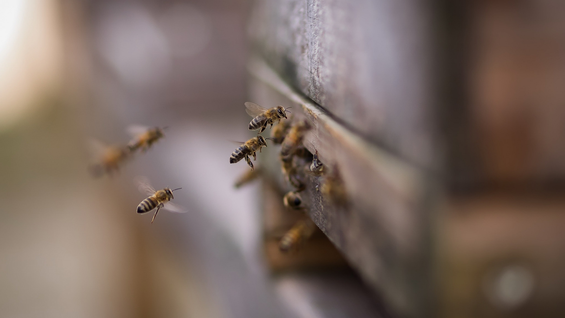 والپیپر زنبورهای عسل در پس زمینه فولو و محو 
