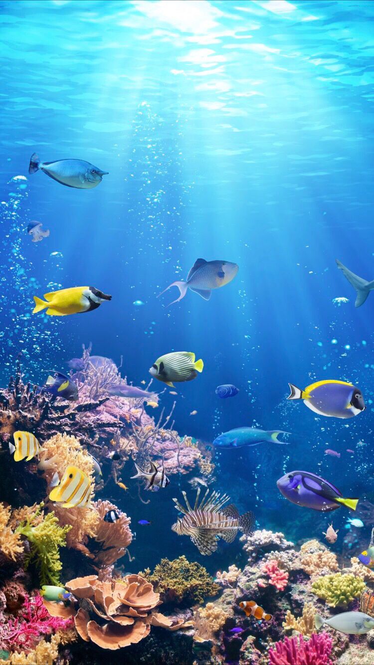 دنیای زیر آب با حضور ماهی ها و صخره های مرجانی دنیای زیر آب با حضور ماهی ها و صخره های مرجانی