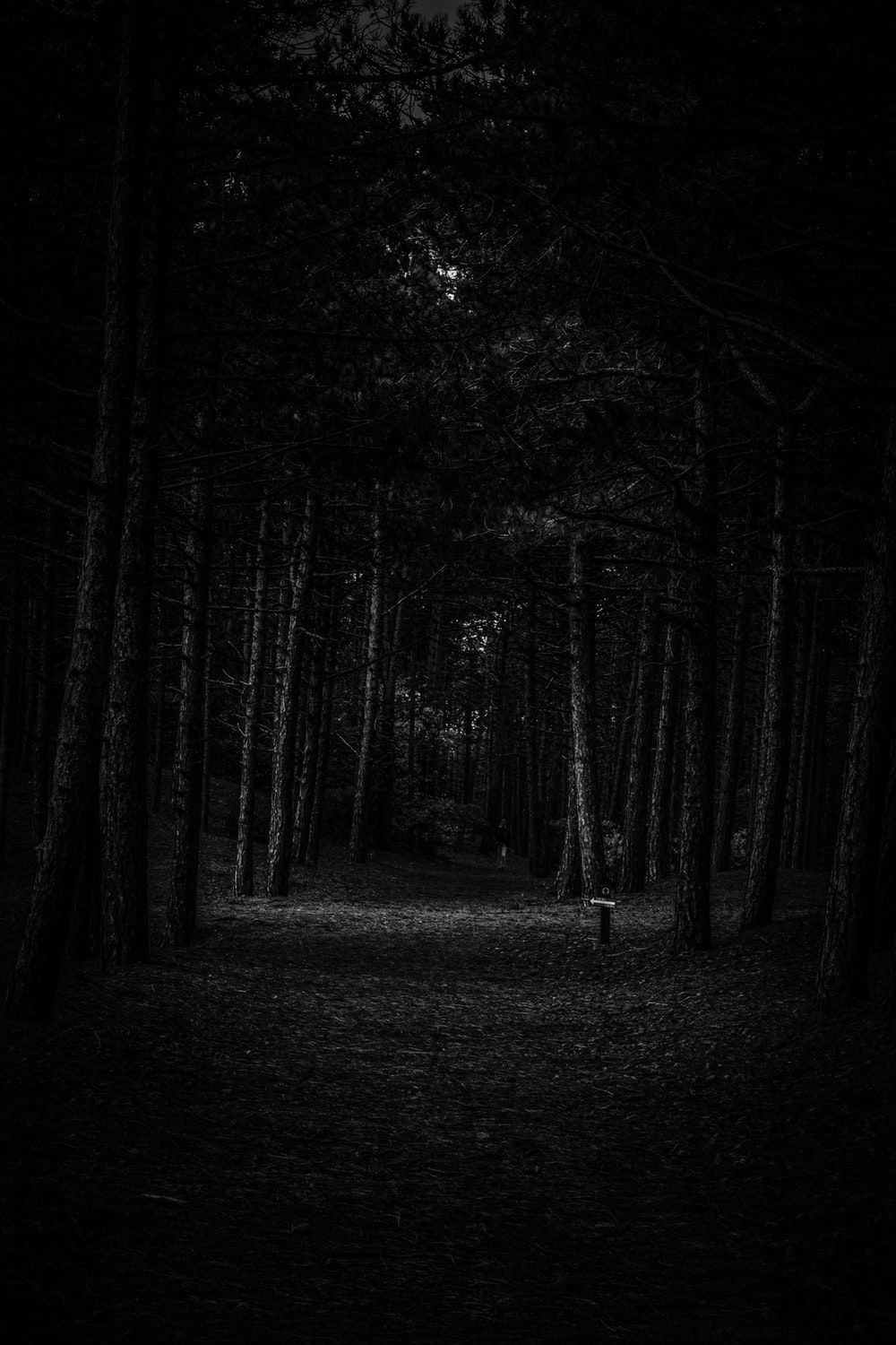 دانلود والپیپر رایگان جاده در تاریکی جنگل پر از درخت