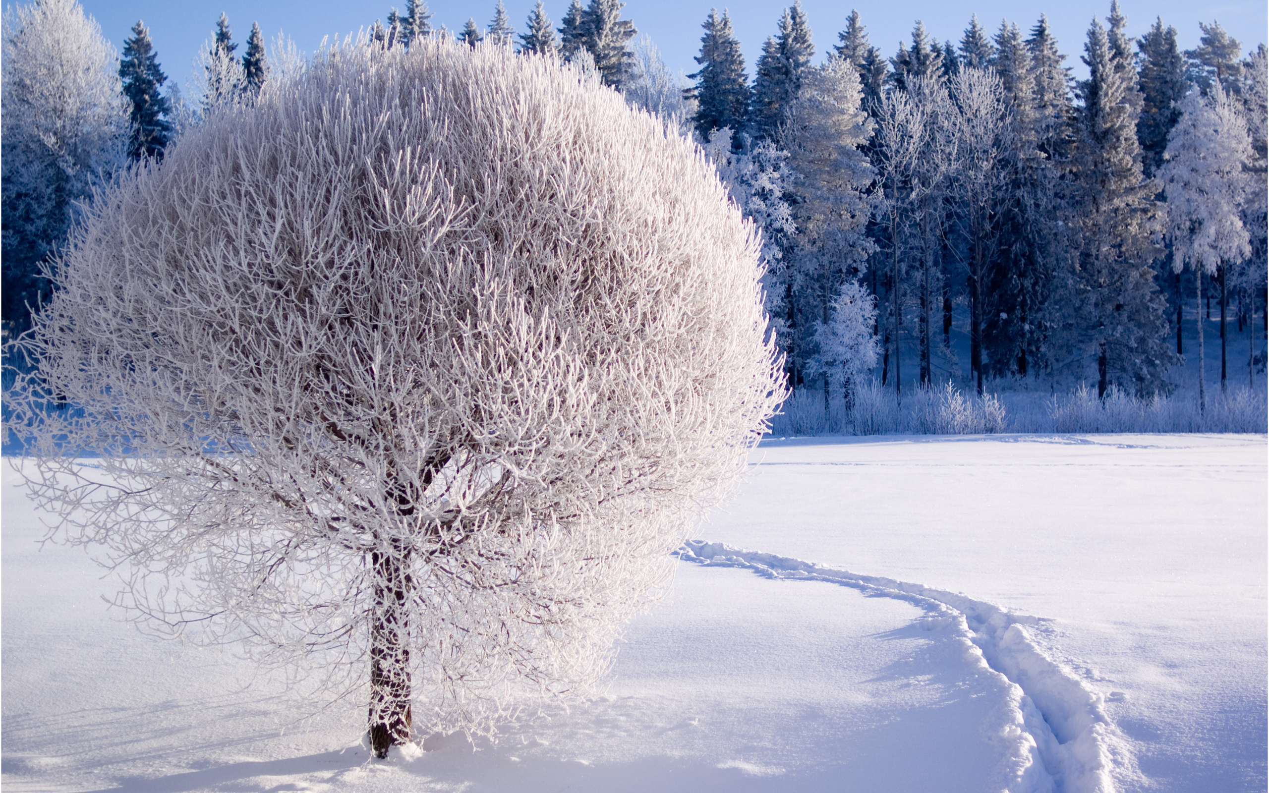 والپیپر فصل زمستان پر از برف با طبیعت زیبا و سفید پوش 