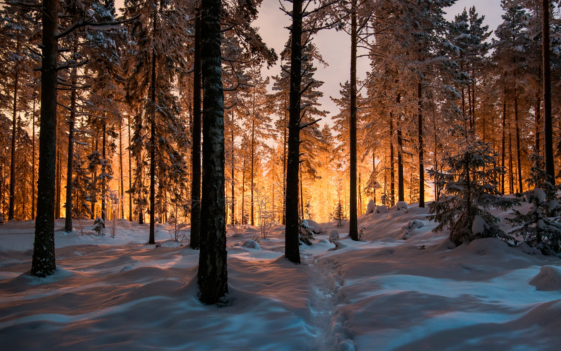 درختان کاج در زمین برفی زمستان در پس زمینه با کیفیت 