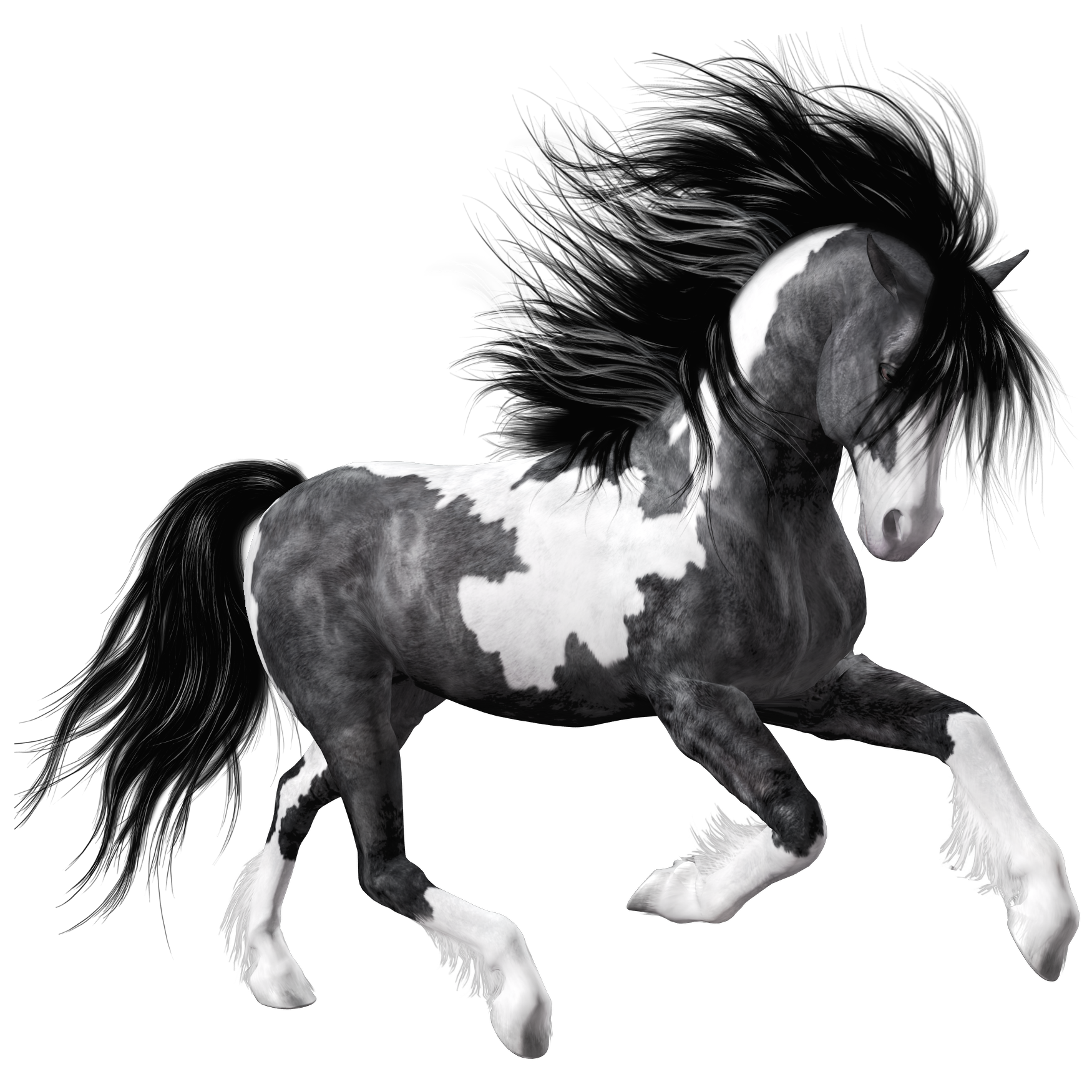دانلود خفن ترین عکس اسب سیاه سفید پی ان جی PNG و دور بریده شده 