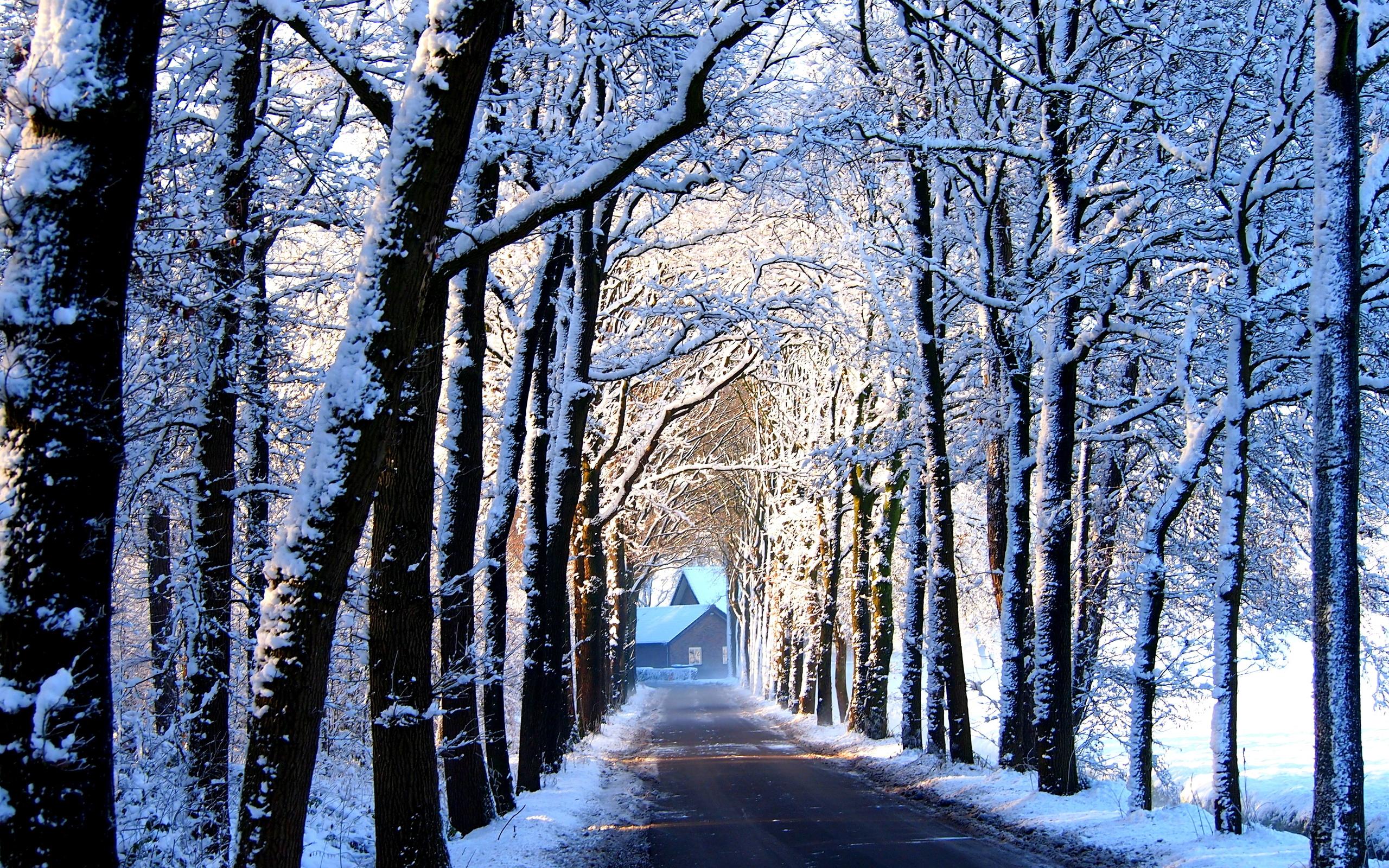 تصویر کلبه ای در انتهای جاده ی پوشیده از درخت در فصل زمستان 