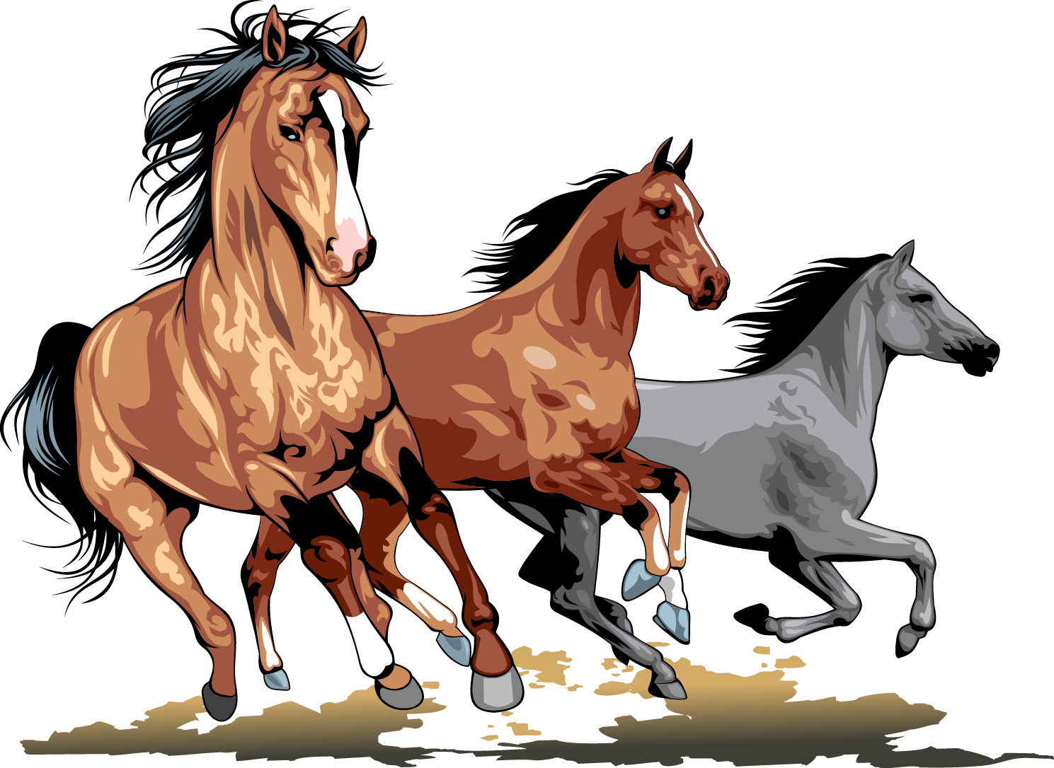تصویر پی ان جی PNG انواع اسب ها با رنگ های مختلف و زمینه سفید 