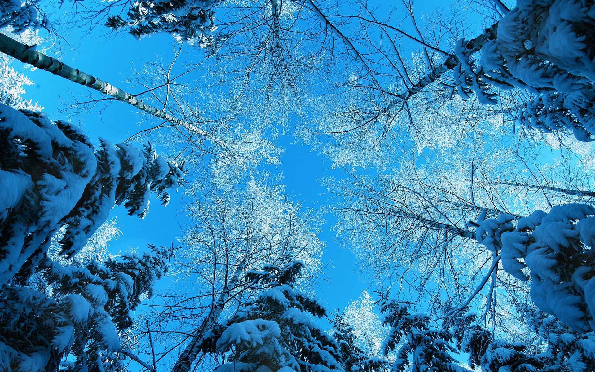 تصویر زمینه بسیار جالب و دیدنی زمستانه با درختان پر از برف و آسمان آبی 