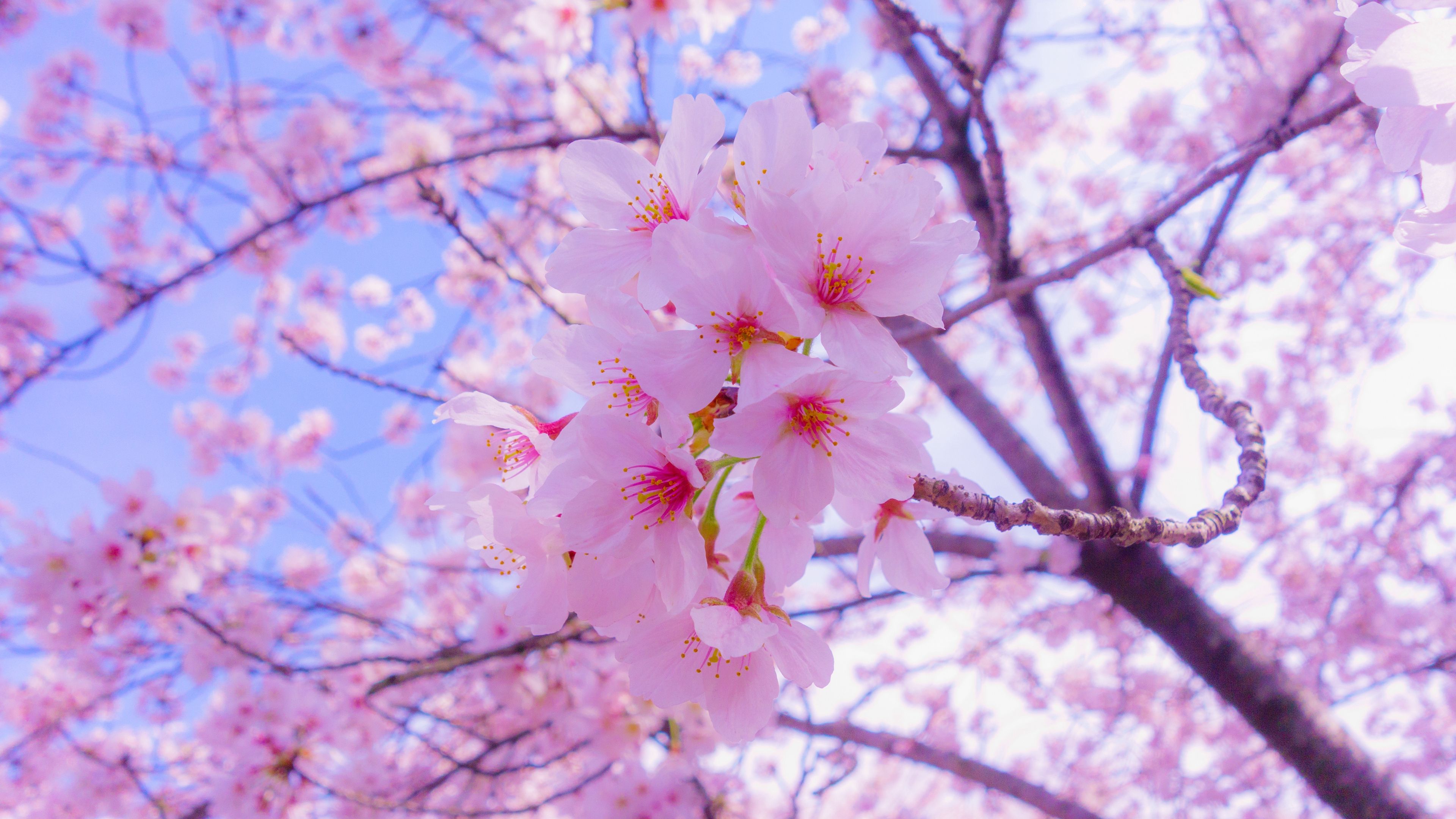 دانلود عکس شکوفه گیلاس بهاری زیبا با کیفیت بسیار بالا