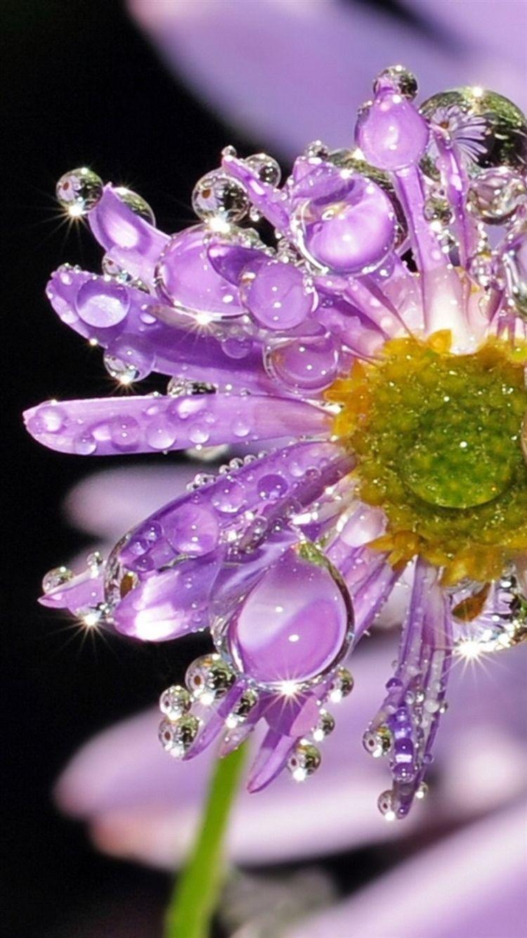 عکس زمینه گل کریستالی صورتی از نمای نزدیک 