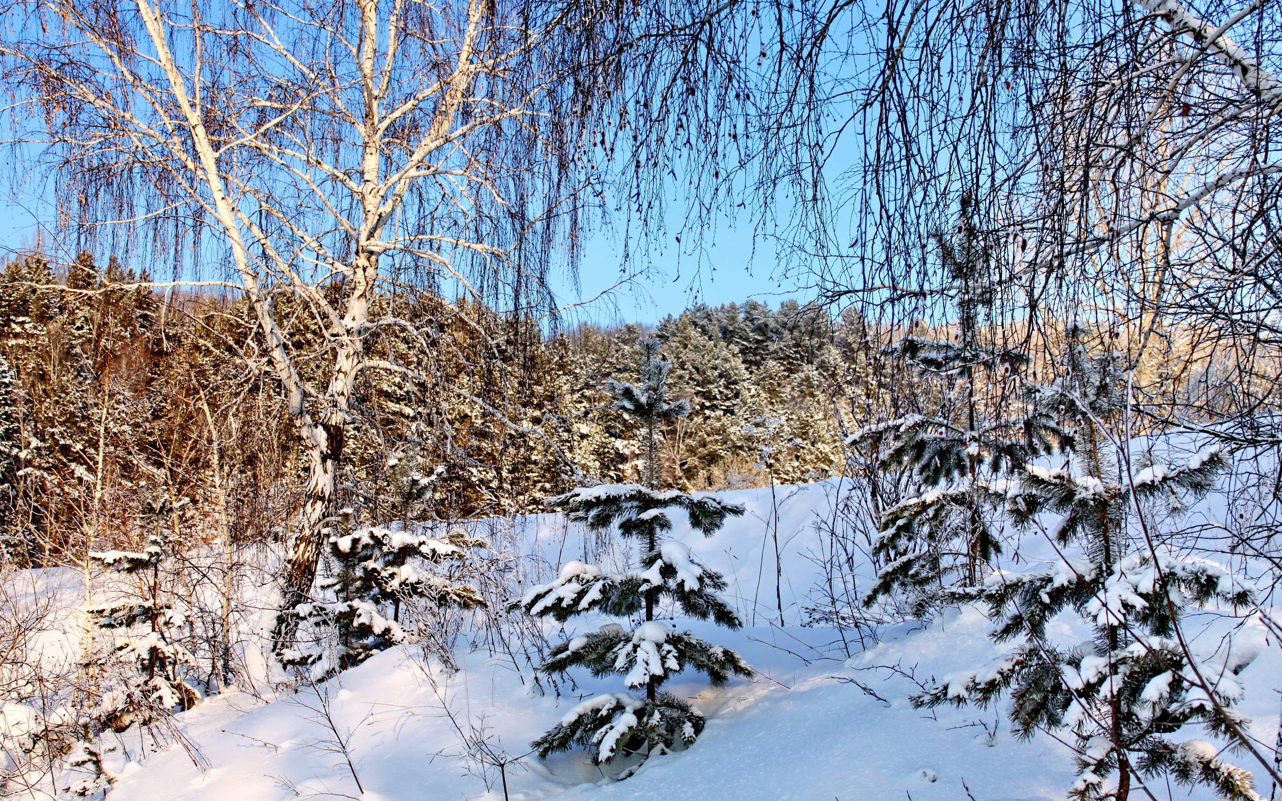 جدید ترین تصویر ها از برف های سفید در فصل زمستان 