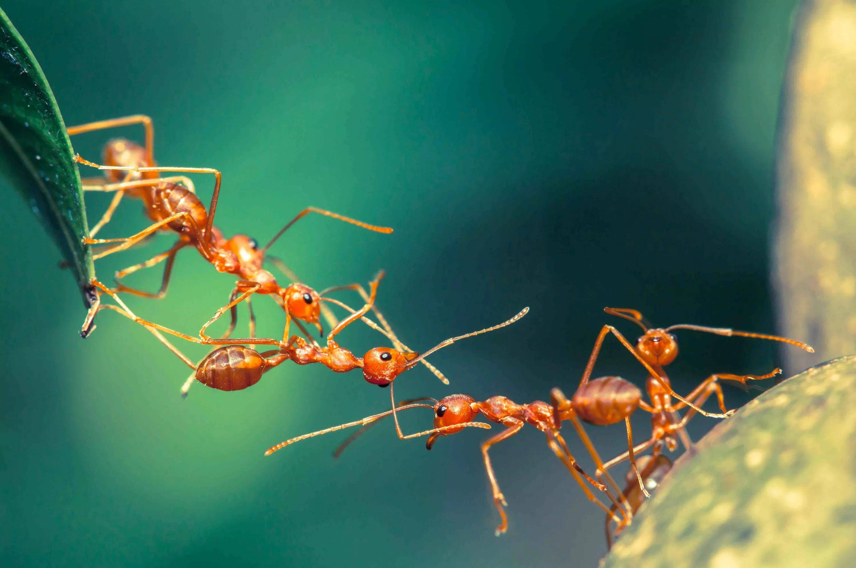 پیشنهاد ویژه عکس زمینه مورچه ها با توانایی حل مشکلات پیچیده 