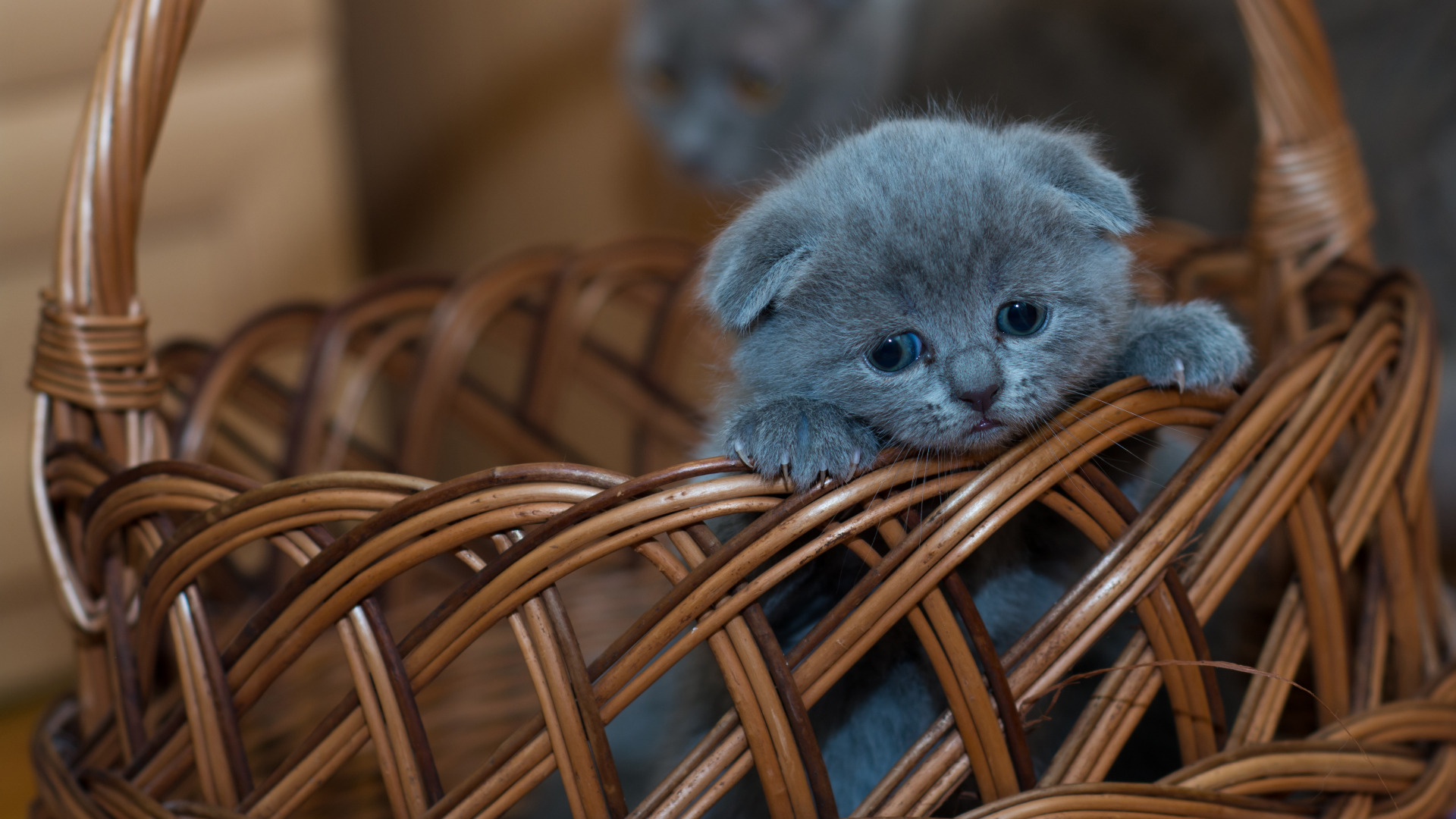 استوک گربه ملوس خاکستری HD برای تصویر پروفایل  
