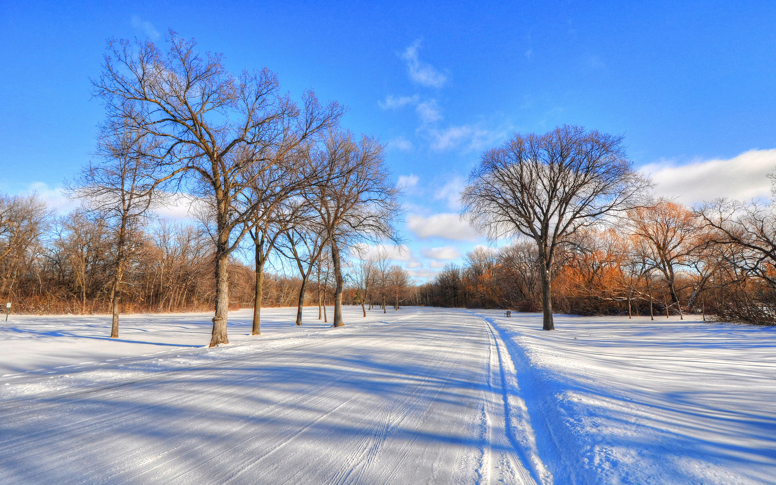 تصویر استوک درختان زیبا با تم زمستانی دانلود به صورت رایگان 