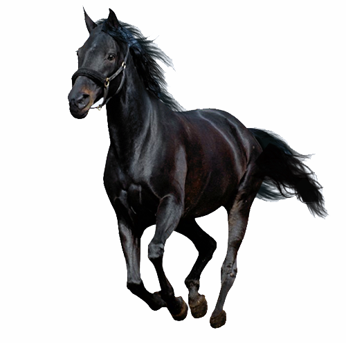 عکس زیباترین اسب مشکی با کیفیت فول اچ دی full HD و فرمت PNG