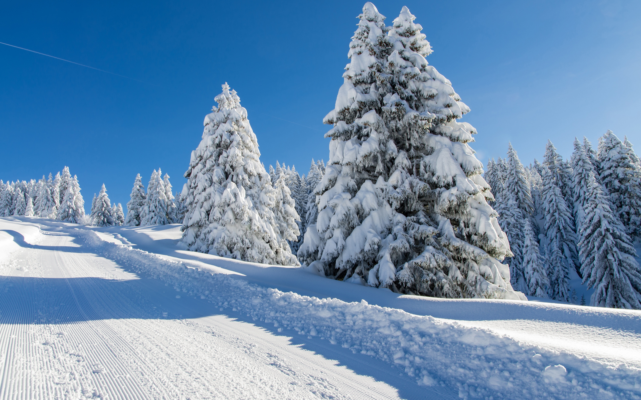 عکس درختان کاج با برگ های سفید پوش برفی در پس زمینه زمستانی 