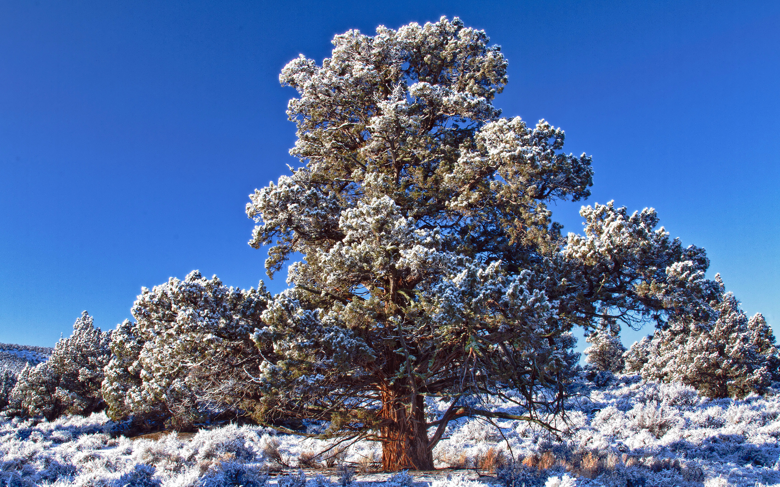 استوک فصل زمستان و تک درخت قدیمی محصور میان برف های سفید 