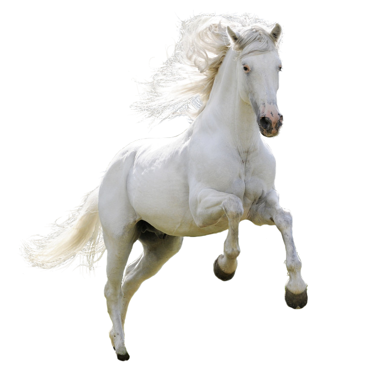 تصویر اسب سفید دور بریده شده با فرمت پی ان جی PNG 