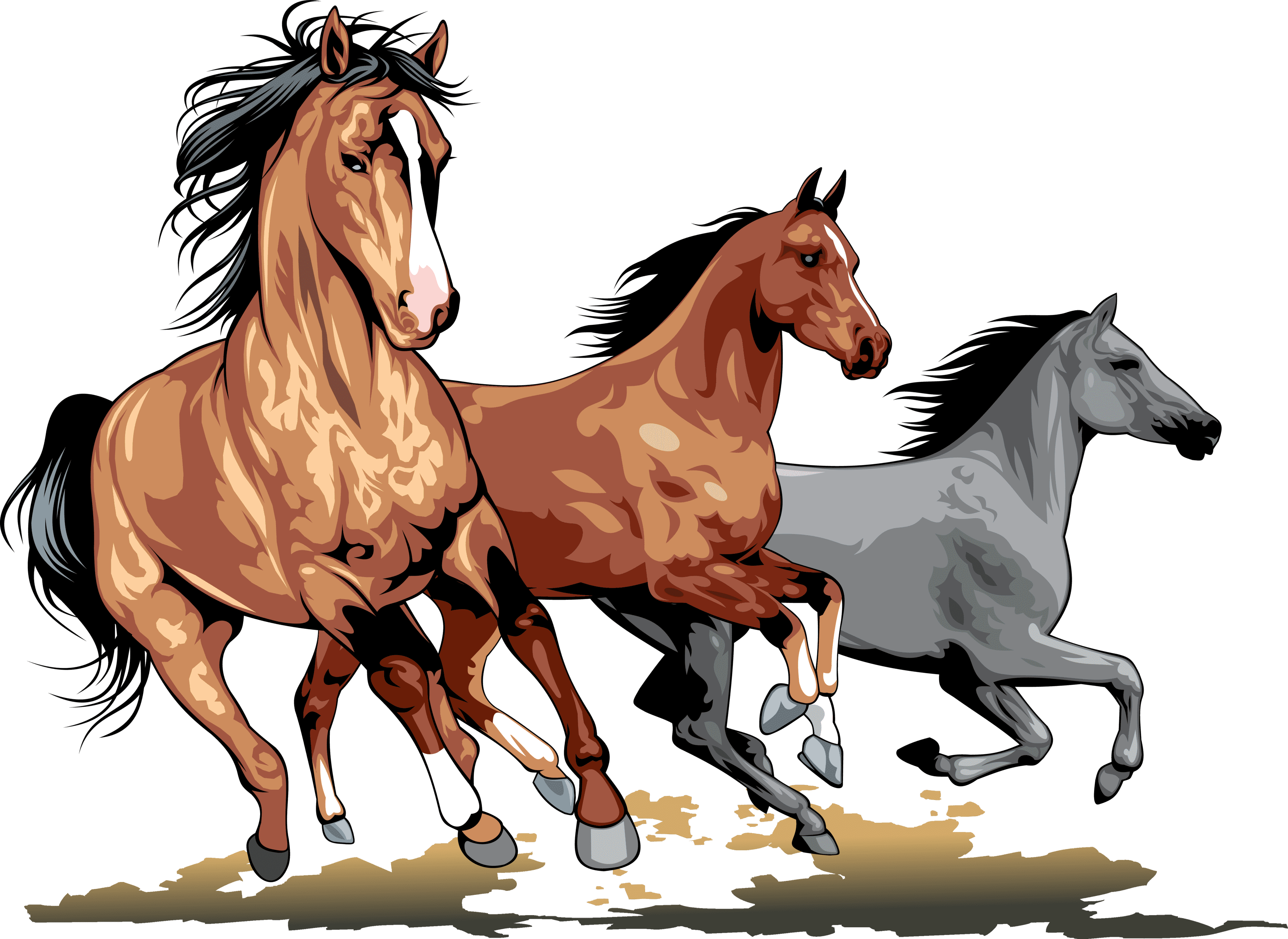 تصویر فول اچ دی و دور بریده شده انواع اسب های زیبا با رنگ های مختلف 