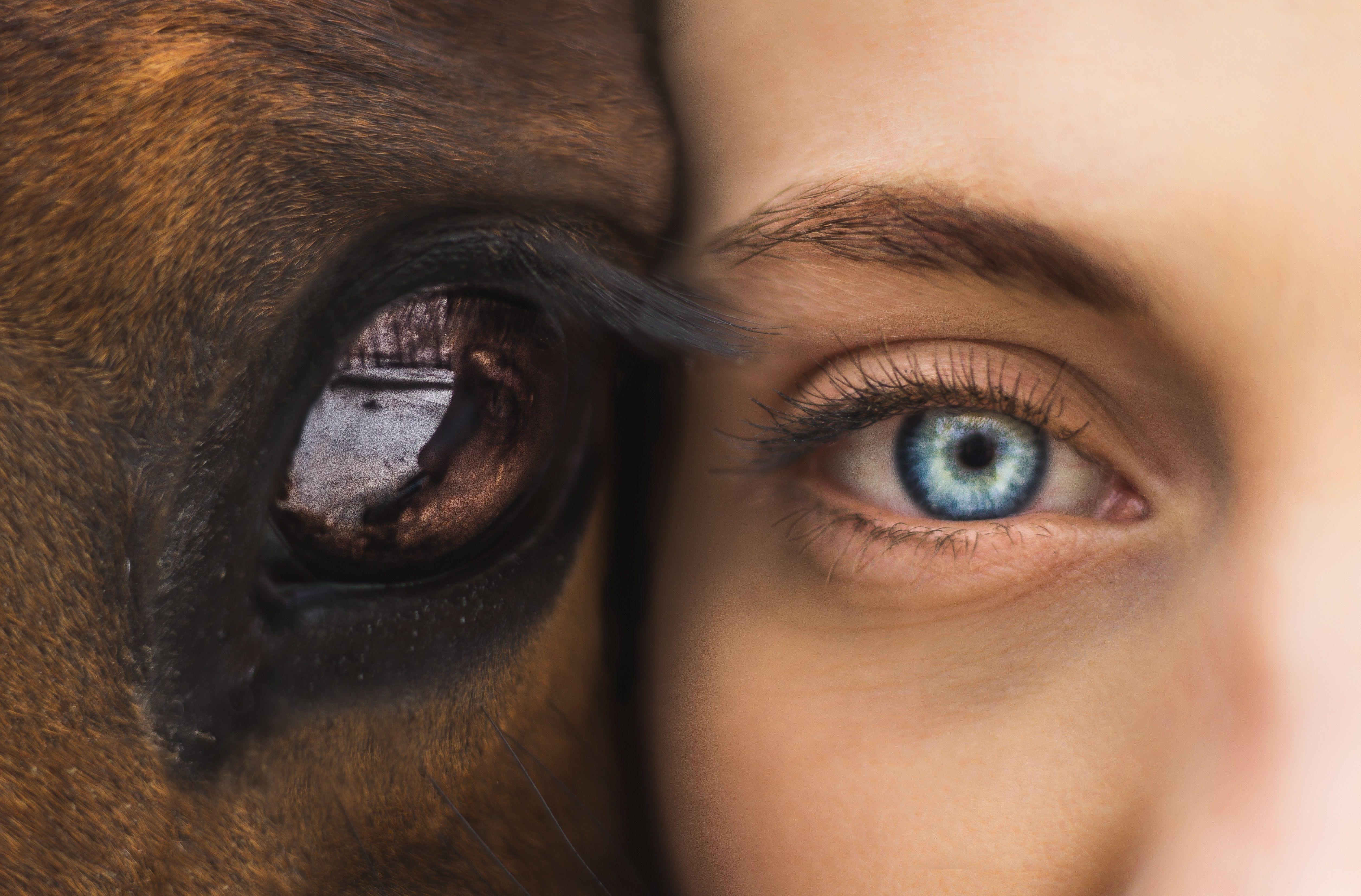 دانلود عکس چشم انسان با مژه های کیوت و چشم حیوان با کیفیت HD 