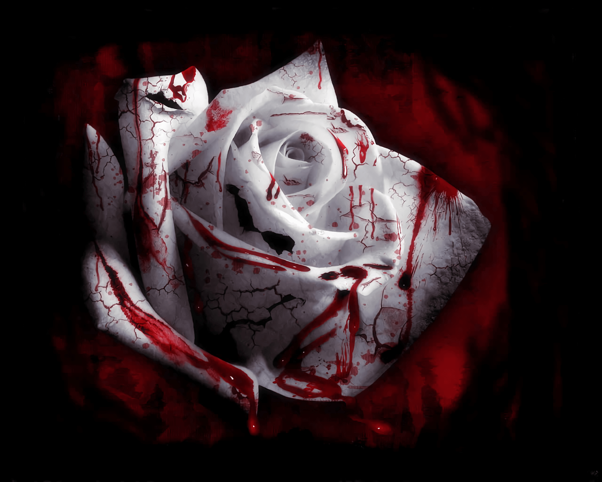 تصویر گل رز سفید خونی شده با زمینه مشکی برای پروفایل 