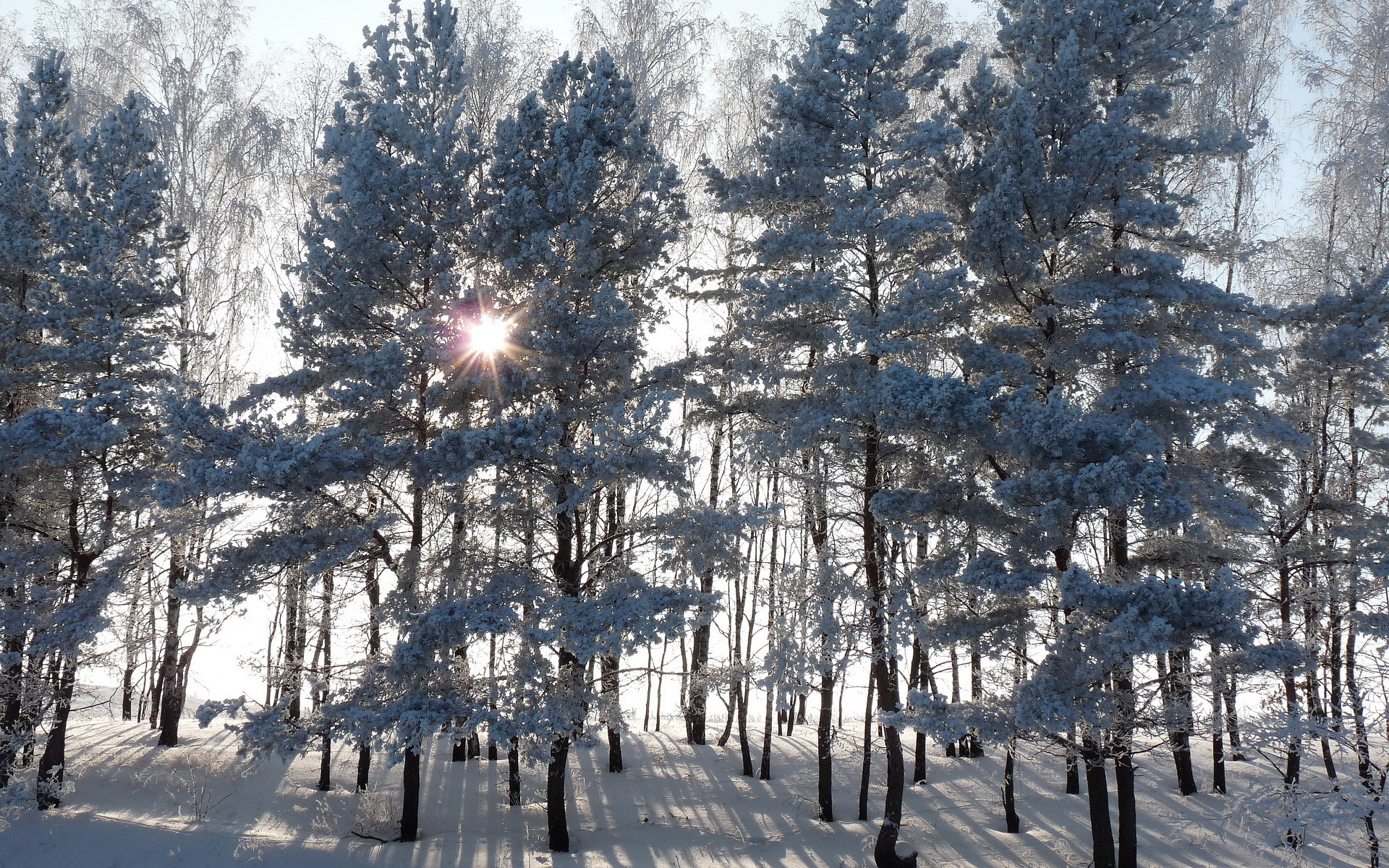 عکس استوک درختان در زمین برفی در فصل قشنگ زمستان فول اچ دی 