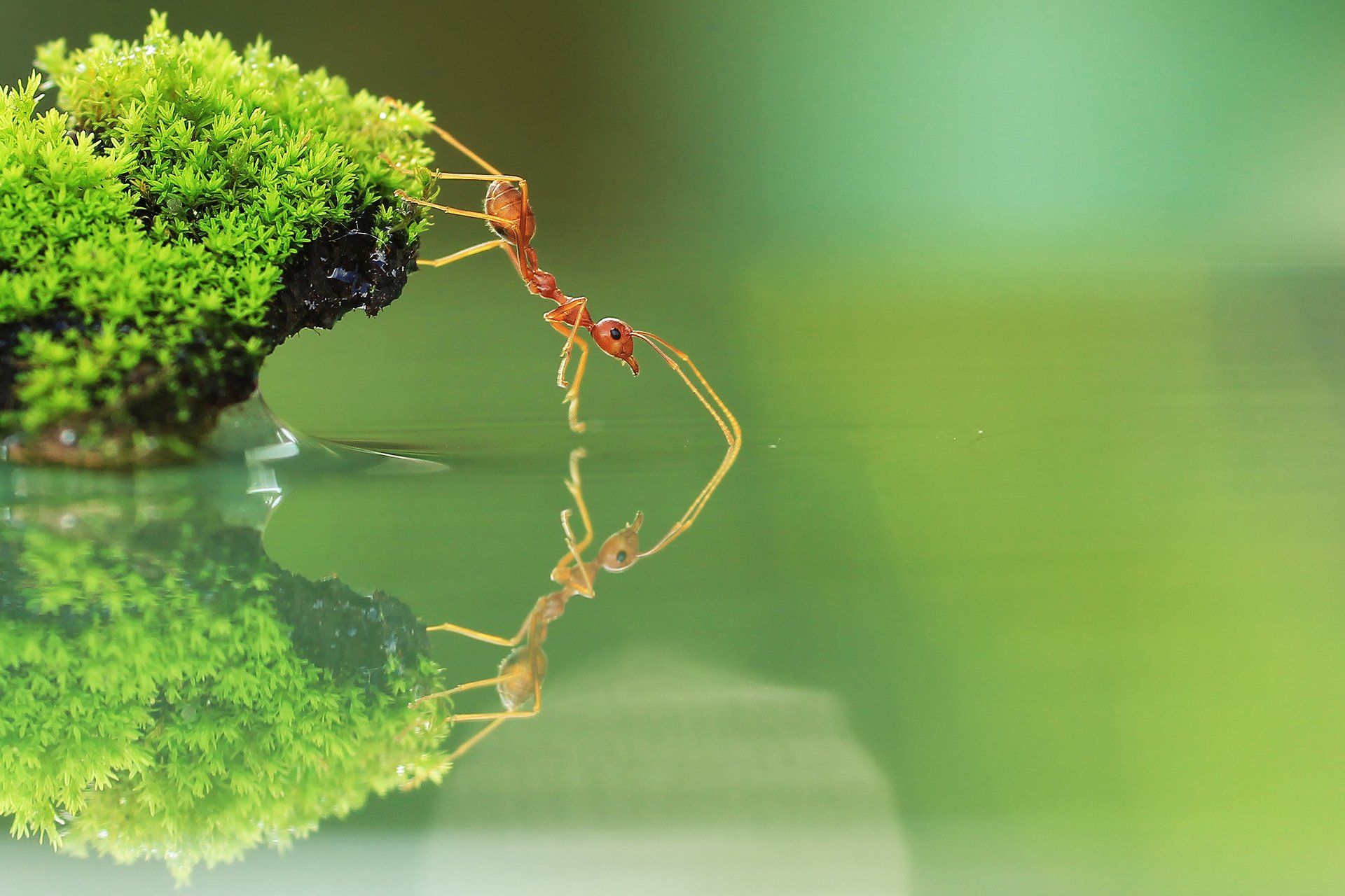 مورچه با بیش از 12000 گونه شناخته شده در سراسر جهان