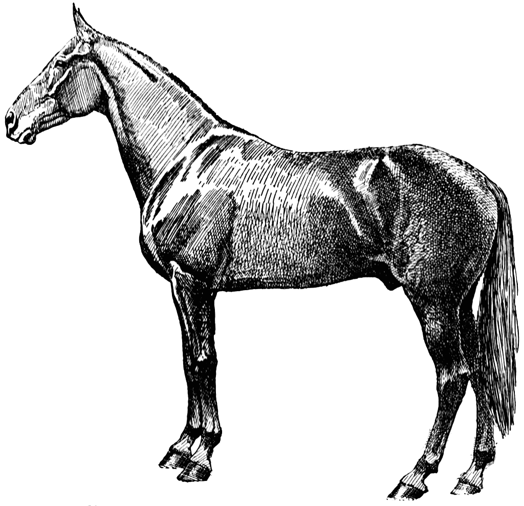 تصویر پی ان جی دور بریده شده و سیاه سفید اسب فانتزی بدون زمینه 