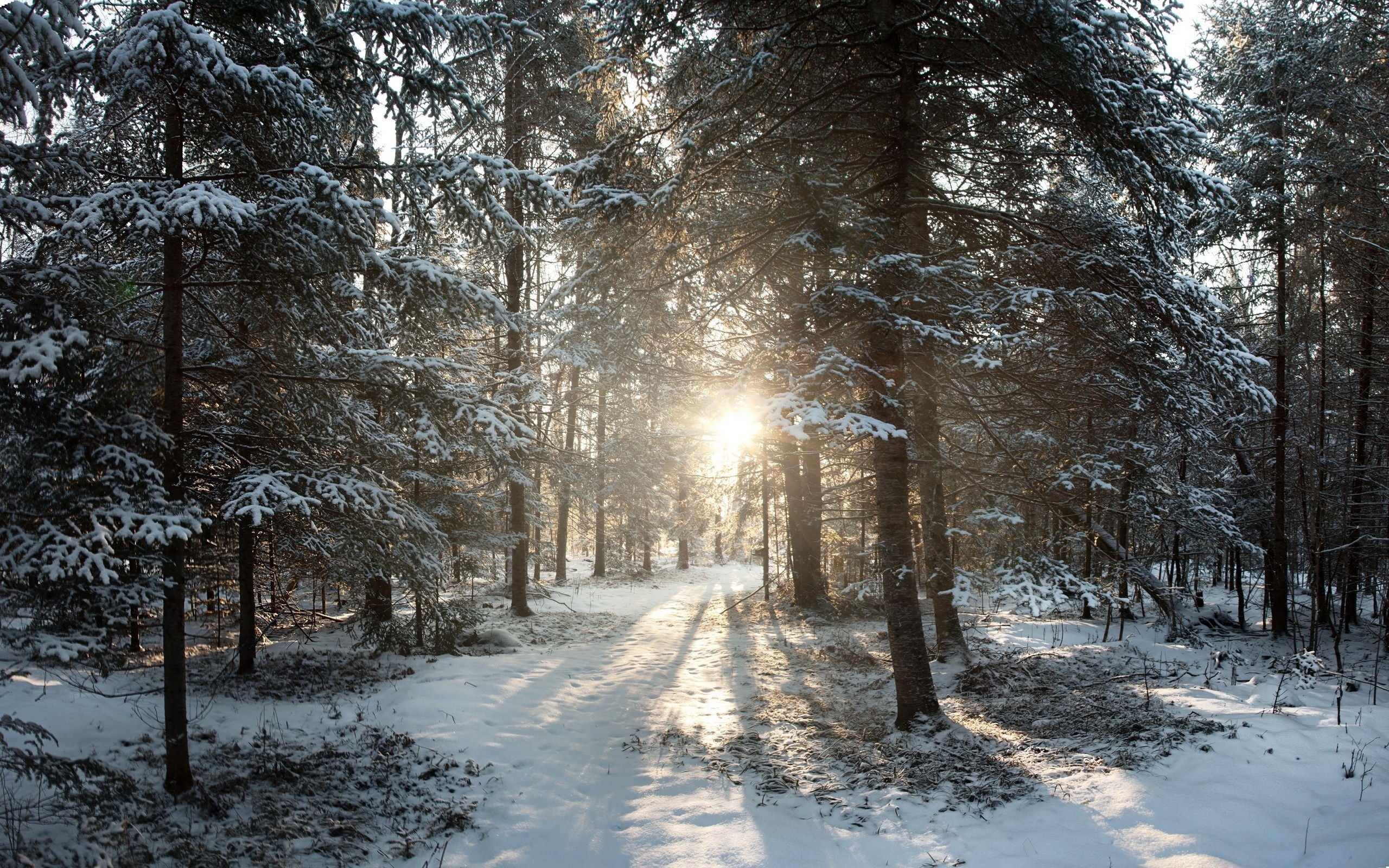 عکس فصل زمستان و زمین پوشیده از برف برای چاپ تابلو 