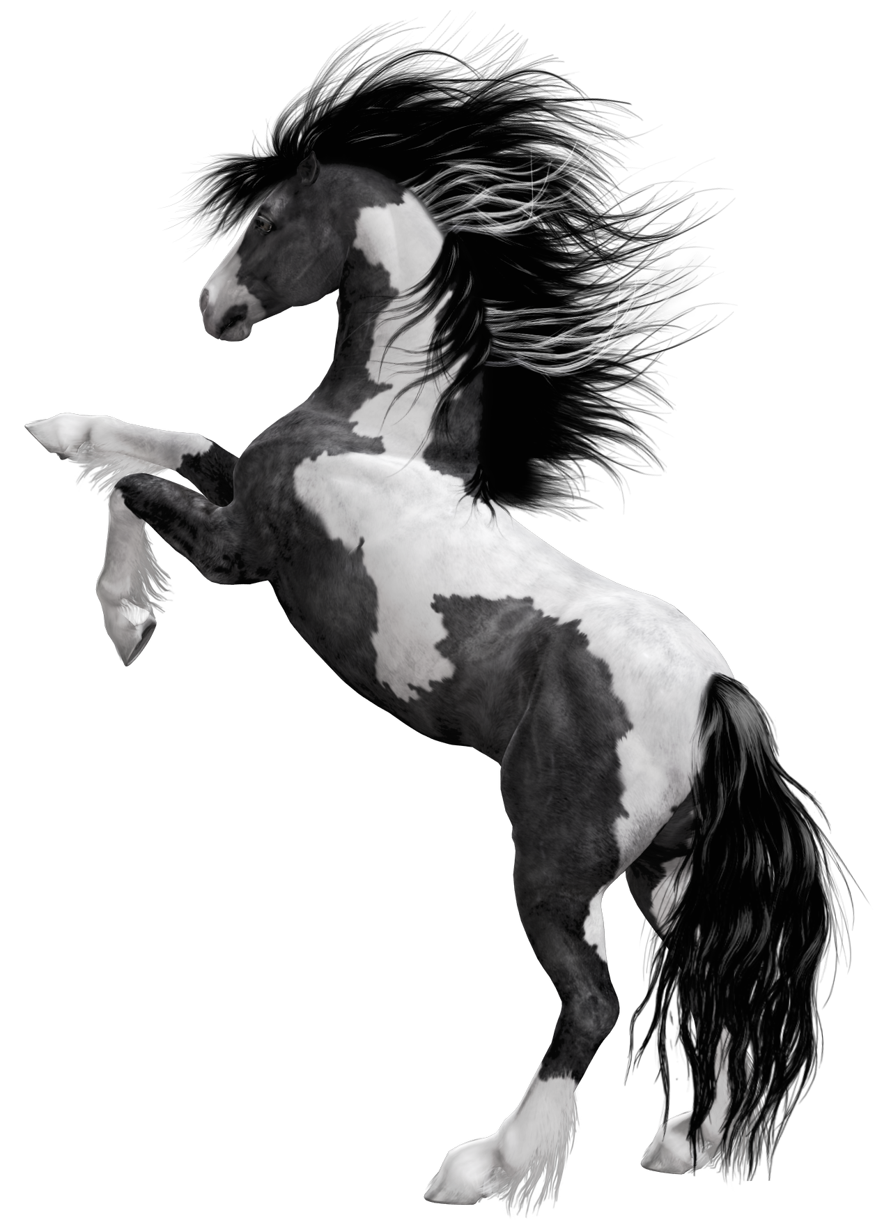 دانلود رایگان اسب سفید مشکی جذاب و زیبا با فرمت PNG